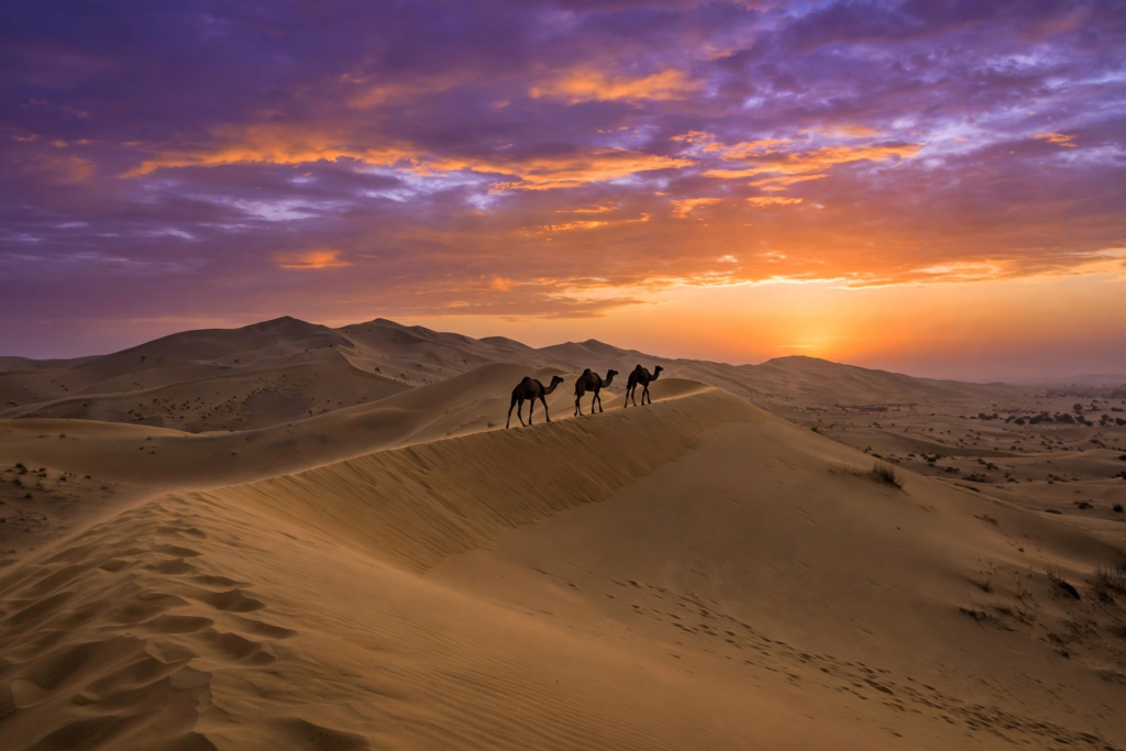 Golden desert sunset at Sam dunes with camel silhouettes on a dune ridge under a purple and orange sky